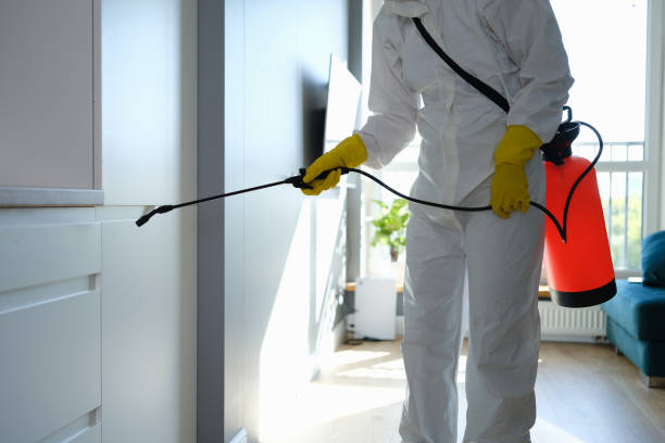 Office Mold Removal Services in Oak Lawn, IL
