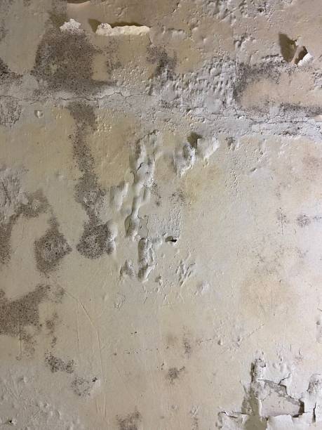Oak Lawn, IL Mold Removal Company